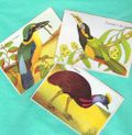 Exotic birds 001